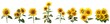 Set of bouquet sunflower flower plant with leaves isolated cutout on transparent background.