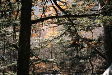 Wall Mural - experience the vibrant colors of autumn in japan: exploring the majestic forests and gardens of kyot