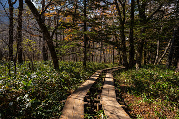 Wall Mural - experience the vibrant colors of autumn in japan: exploring the majestic forests and gardens of kyot