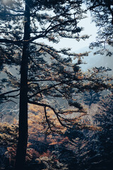 Wall Mural - experience the vibrant colors of autumn in japan: exploring the majestic forests and gardens of kyot