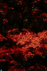 Wall Mural - experience the vibrant colors of autumn in japan: exploring the majestic forests and gardens of kyot
