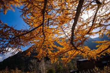 Wall Mural - experience the vibrant colors of autumn in japan: exploring the majestic forests and gardens of kyot