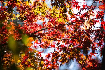 Wall Mural - experience the vibrant colors of autumn in japan: exploring the majestic forests and gardens of kyot