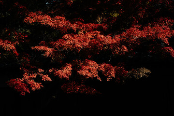 Wall Mural - experience the vibrant colors of autumn in japan: exploring the majestic forests and gardens of kyot