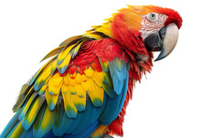 Colorful Macaw Parrot With Vibrant Feathers Isolated On Transparent Background