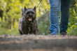black cairn terrier dog on a leash, walking in forest beside his owner