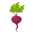 Fresh food vegetable beet cartoon vector isolated illustration