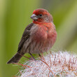 House Finch male perched on a cactus plant. Stanford, Santa Clara County, California, USA.