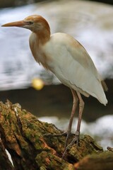 Poster - Port Douglas, Queensland, Australia