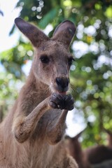 Poster - Port Douglas, Queensland, Australia