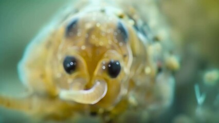 Sticker - A closeup of a nematodes head showcasing its mouthparts and sensory structures. Its body is surrounded by soil particles and organic . AI generation.