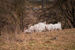 Group of white goats on the farm. Goat in the pasture.