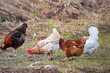 chickens on a traditional free range poultry farm