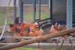 chickens or hens inside a chicken coop or hen house seen through chicken wire.