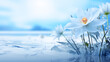 Daisies in the snow wallpaper cold flowers beautiful scenery on a white blue background
