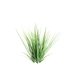 Wall Mural - 3d illustration of Poa labillardier bush isolated on transparent background