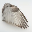 Detailed view of a bird wing with neutral background highlighting the feather structure and pattern.