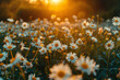 serene beauty of a field of white daisies bathed in the warm, golden light of the setting sun