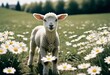 To my mind, the life of a lamb is no less precious than that of a human being