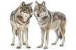 Two wolves standing together, isolated on white background,  Studio shot