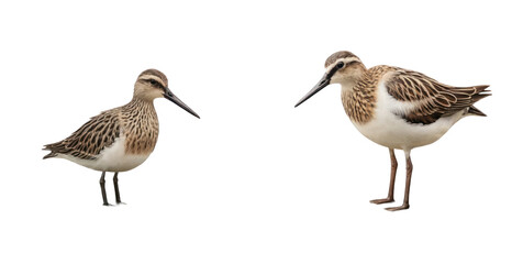 set of stork isolated on transparent background