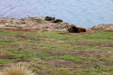 Wall Mural - Seehunde an der Küste in Neuseeland