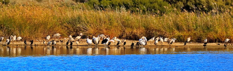 Wall Mural - Pelicans in Greenfield Wetlands, South Australia