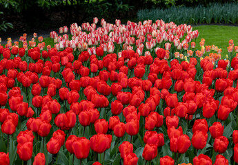 Canvas Print - red tulips blooming in a garden