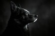 Portrait of a black dog on a dark background,  Studio shot
