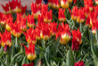 red lily-shaped tulips blooming in a garden
