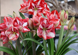 Beautifully blooming red and white amaryllis flowers