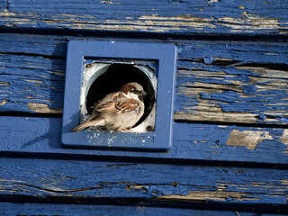 Canvas Print - House sparrow, Passer domesticus