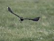 Northern lapwing, Vanellus vanellus