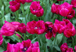 Purple tulips called Magento. Fringed group. Tulips are divided into groups that are defined by their flower features