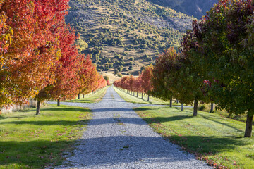 Wall Mural - Goldener Herbst in Neuseeland mit wunderschönen Farben in den Bäumen 