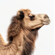 Side view of a camel's head against a clear background, showcasing its calm demeanor and detailed features.
