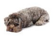 Cute Maltipoo dog lying on white background. Lovely pet