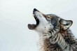 Portrait of a wolf howling at the camera on a white background