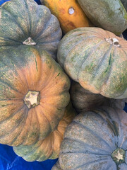 Wall Mural - Close-up of a pile of several different gourds and pumpkins. The gourds and pumpkins vary in size, shape, and color.