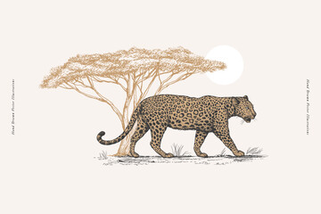 Wall Mural - Leopard on a background of acacia in engraving style. Big wild savannah cat on a light background. African carnivorous animal in vintage style. Hand-drawn vector retro illustration.