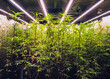 Cannabis plants Greenhouse hemp row Grow with Led Light Indoor Farm Agriculture Technology