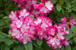 różowy rododendron na wiosne,  rhododendron