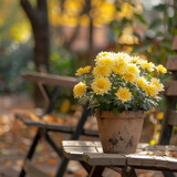 Fototapeta Dmuchawce - Selective focus yellow chrysanthemum plant in a pot next to a chair in a public garden. 