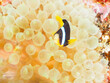 ヒリゾ浜の美しいイソギンチャクに住む可愛いクマノミの幼魚（クマノミ亜科）。

静岡県伊豆半島賀茂郡南伊豆町中木から渡し船で渡るヒリゾ浜にて。
2023年水中撮影。


Lovely Yellowtail clownfish (Amphiprion clarkii) juvenile in Beautiful Sea Anemones.

At Hirizohama beach, by ferry 