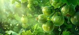Green gooseberry background. Ripe juicy berry banner