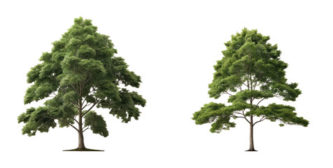 set of tree isolated on transparent background