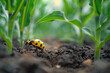 A close-up of a corn rootworm beetle in the soil, near the roots of a corn plant, where it lays its