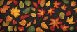 autumn – frame of colorful leaves isolated on a black concrete texture 