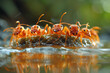 An image of fire ants building a floating raft during a flood, their bodies interlocked in a waterpr