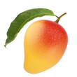 Fresh mango fruit with green leaf and stem isolated white background.
